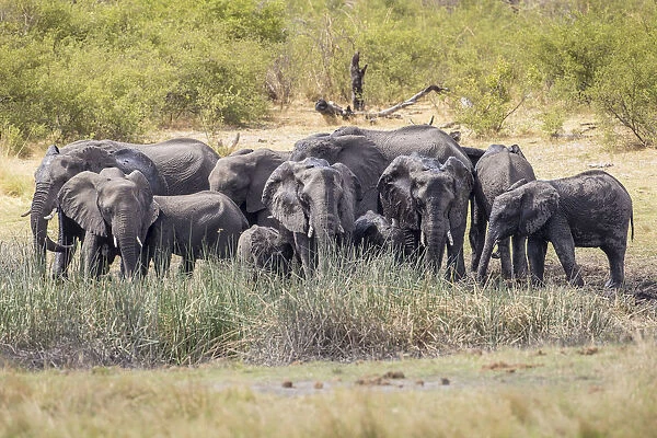 African Bush Elephants -Loxodonta africana-, Madumu National Park, Caprivi Strip, Namibia, Africa