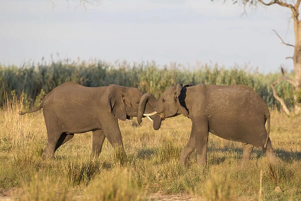 African Bush Elephants -Loxodonta africana-, Mamili National Park, Caprivi Strip, Namibia, Africa