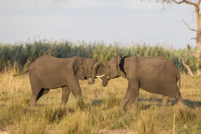 Framed Print : African Bush Elephants -Loxodonta africana-, Mamili National Park, Caprivi Strip, Namibia, Africa Framed Print : African Bush Elephants -Loxodonta africana-, Mamili National Park, Caprivi Strip, Namibia, Africa