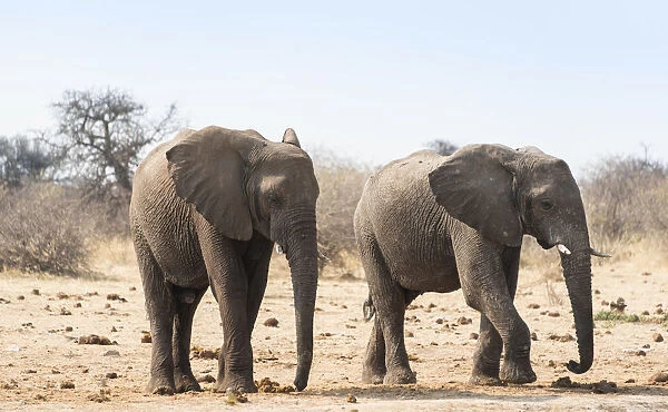 Two African Bush Elephants -Loxodonta africana-, Etosha National Park, Namibia