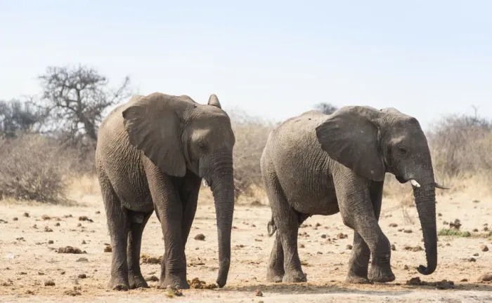 Framed Print : Two African Bush Elephants -Loxodonta africana-, Etosha National Park, Namibia Framed Print : Two African Bush Elephants -Loxodonta africana-, Etosha National Park, Namibia