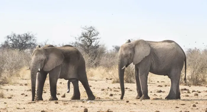 Framed Print : African Bush Elephants -Loxodonta africana-, Etosha National Park, Namibia