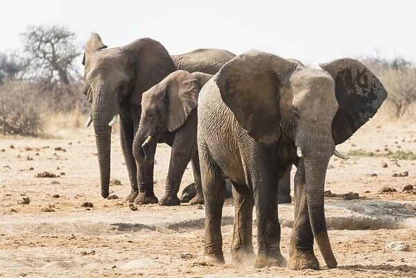 African Bush Elephants -Loxodonta africana-, Tsumcor Waterhole, Etosha National Park, Namibia