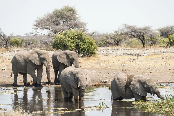 African Bush Elephants -Loxodonta africana- standing in the water while drinking, Koinachas Waterhole, Etosha National Park, Namibia