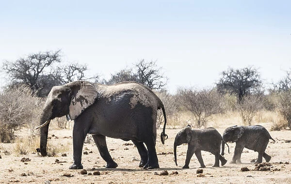 African Bush Elephants -Loxodonta africana-, cow with two calves, Etosha National Park, Namibia