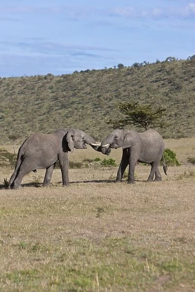 African Bush Elephants -Loxodonta africana-, two young bulls fighting each other, Masai Mara National Reserve, Kenya, East Africa, Africa, PublicGround