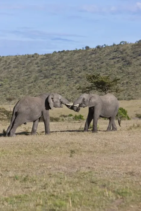 Framed Print : African Bush Elephants -Loxodonta africana-, two young bulls fighting each other, Masai Mara National Reserve, Kenya, East Africa, Africa, PublicGround