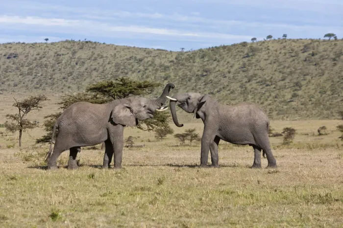 Framed Print : African Bush Elephants -Loxodonta africana-, two young bulls fighting each other, Masai Mara National Reserve, Kenya, East Africa, Africa, PublicGround
