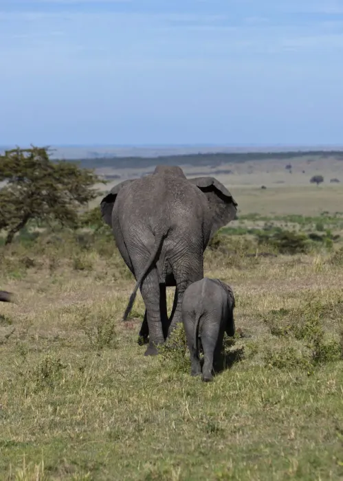 Framed Print : African Bush Elephants -Loxodonta africana-, cow with calf from behind, Masai Mara National Reserve, Kenya, East Africa, Africa, PublicGround Framed Print : African Bush Elephants -Loxodonta africana-, cow with calf from behind, Masai Mara National Reserve, Kenya, East Africa, Africa, PublicGround