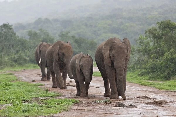 African bush elephants -Loxodonta africana-, Addo Elephant Park, South Africa