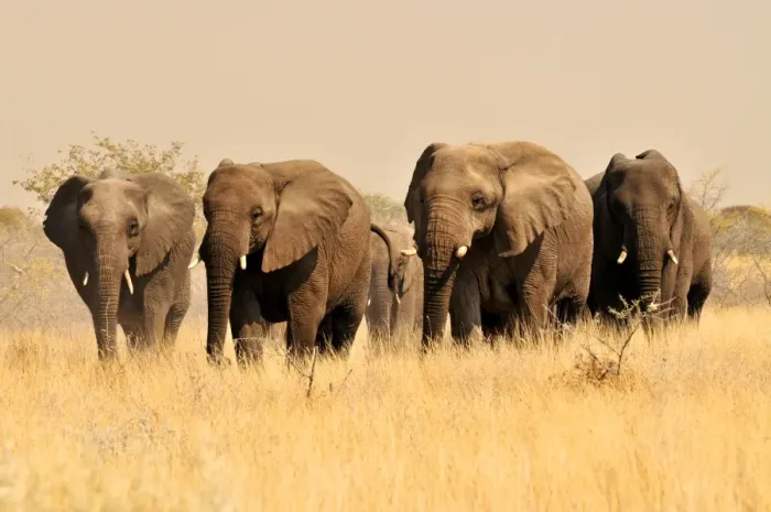Framed Print : African Bush Elephants (Loxodonta africana) in the high grass of the Etosha National Park, Namibia, Africa Framed Print : African Bush Elephants (Loxodonta africana) in the high grass of the Etosha National Park, Namibia, Africa