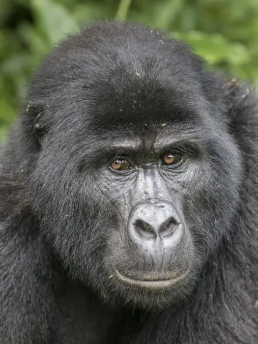 Framed Print : african, bwindi impenetrable national park, cropped, detail, eastern gorillas, endangered animal Framed Print : african, bwindi impenetrable national park, cropped, detail, eastern gorillas, endangered animal