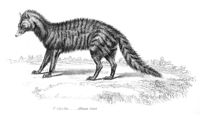 Framed Print : African civet engraving 1803 Framed Print : African civet engraving 1803