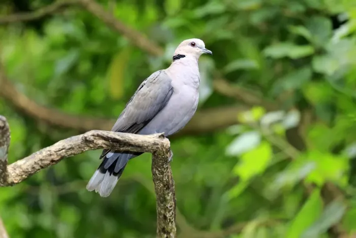 Framed Print : African Collared Dove -Streptopelia roseogrisea-, adult on tree, native to North Africa, captive Framed Print : African Collared Dove -Streptopelia roseogrisea-, adult on tree, native to North Africa, captive