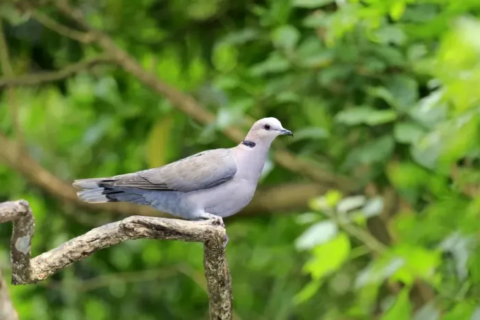 Framed Print : African Collared Dove -Streptopelia roseogrisea-, adult on tree, native to North Africa, captive Framed Print : African Collared Dove -Streptopelia roseogrisea-, adult on tree, native to North Africa, captive