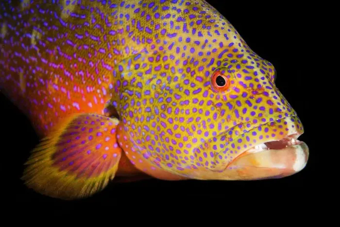 Framed Print : african, cropped, epinephelinae, mail-cheeked fish, marine animal, marine fish, natural environment Framed Print : african, cropped, epinephelinae, mail-cheeked fish, marine animal, marine fish, natural environment
