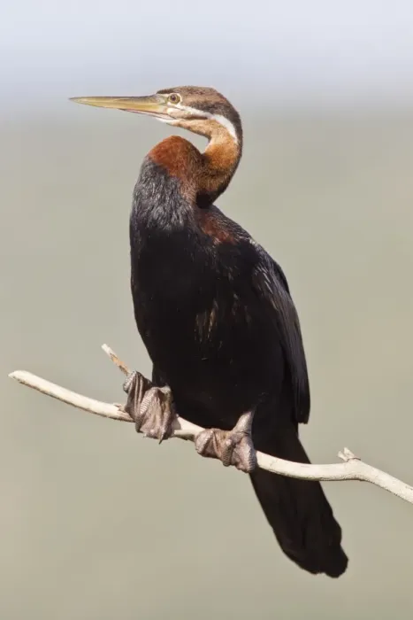 Framed Print : African darter -anhinga rufa- at Wilderness National Park, South Africa Framed Print : African darter -anhinga rufa- at Wilderness National Park, South Africa