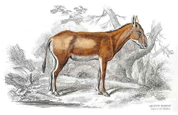 African donkey 1841