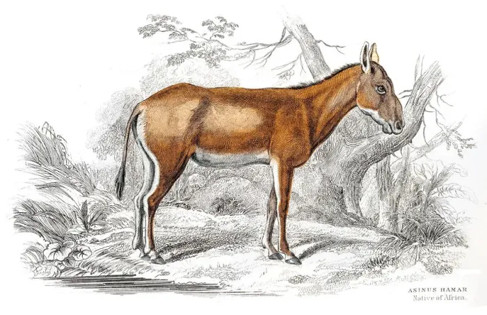 Framed Print : African donkey 1841 Framed Print : African donkey 1841