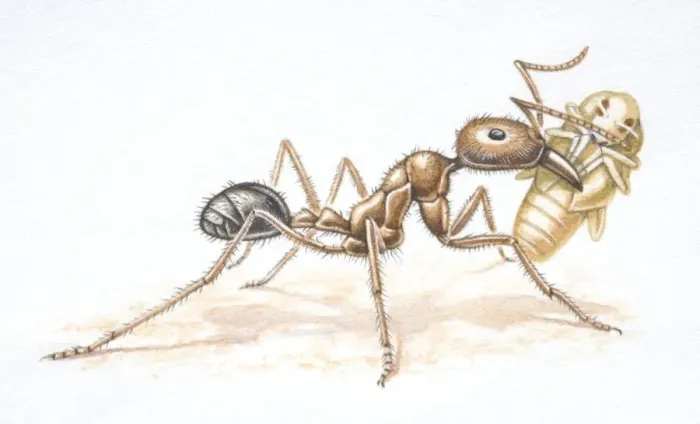 Framed Print : African Driver Ant, Dorylus nigricans, carrying a beetle pupa, side view Framed Print : African Driver Ant, Dorylus nigricans, carrying a beetle pupa, side view