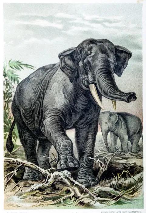 Framed Print : African Elephant Framed Print : African Elephant