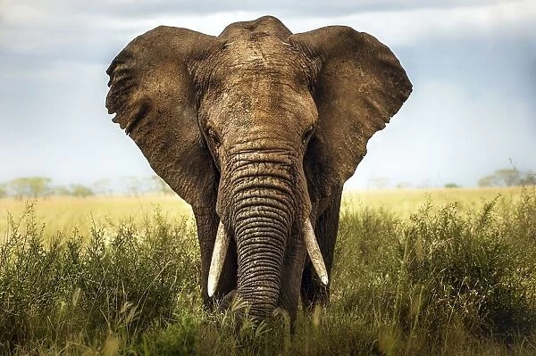 African elephant. Portrait of an African elephant in the grass. Serengeti, Tanzania