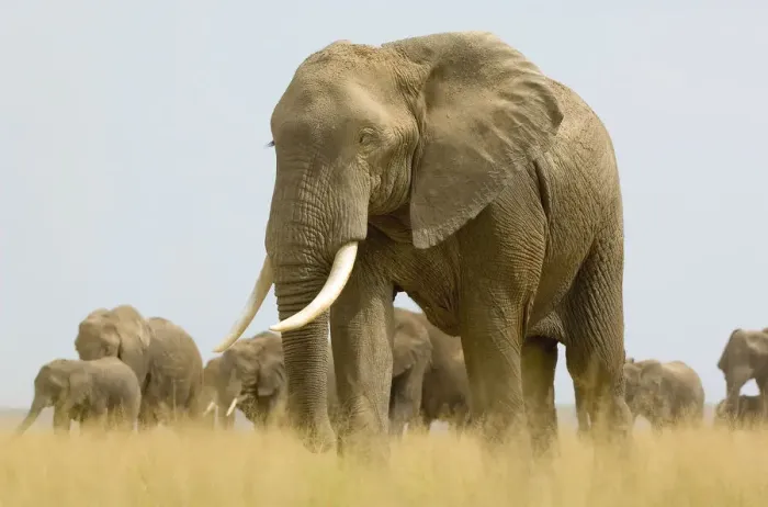 Framed Print : African Elephant, Amboseli National Park, Animal Themes, Animal life, Animals In The Wild Framed Print : African Elephant, Amboseli National Park, Animal Themes, Animal life, Animals In The Wild