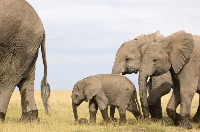 Framed Print : African Elephant, Amboseli National Park, Animal Themes, Animal life, Animals In The Wild