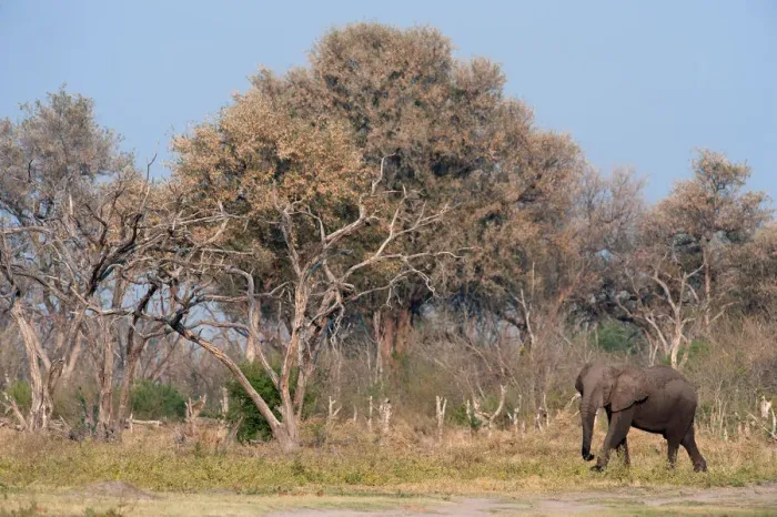 Framed Print : african elephant, animal themes, botswana, clear sky, color image, day, elephant Framed Print : african elephant, animal themes, botswana, clear sky, color image, day, elephant