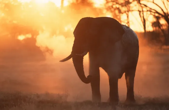 Framed Print : african elephant, animal themes, color image, dust, elephant, full length, horizontal Framed Print : african elephant, animal themes, color image, dust, elephant, full length, horizontal
