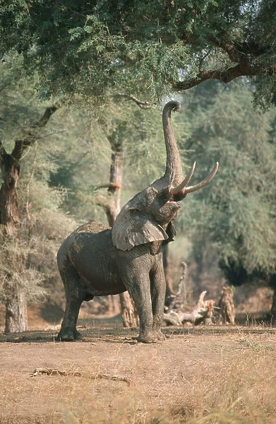 african elephant, animal themes, color image, day, elephant, full length, landscape