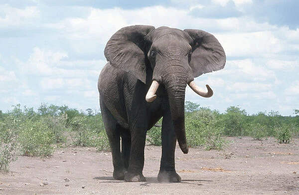 african elephant, animal themes, color image, day, elephant, full length, horizontal