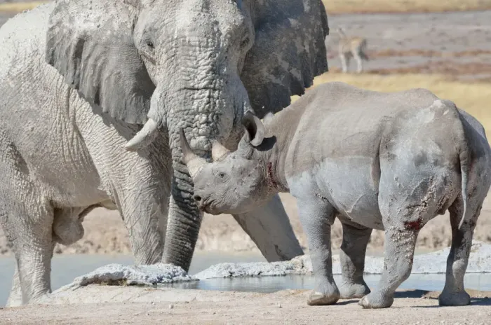 Framed Print : African elephant bull -Loxodonta africana- and Black rhinoceros -Diceros bicornis-, face to face, at waterhole, Etosha National Park, Namibia, Africa