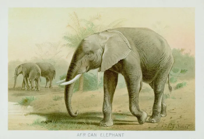 Framed Print : African elephant chromolithograph 1896 Framed Print : African elephant chromolithograph 1896