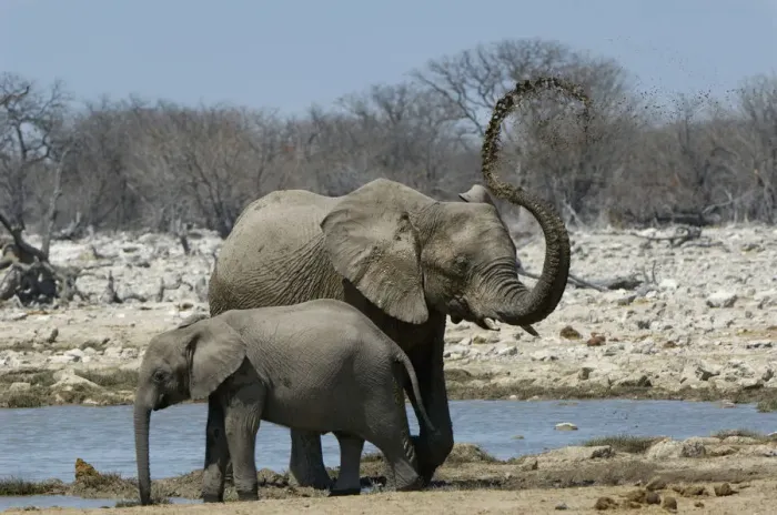 Framed Print : African elephant, Etosha National Park, Namibia Framed Print : African elephant, Etosha National Park, Namibia