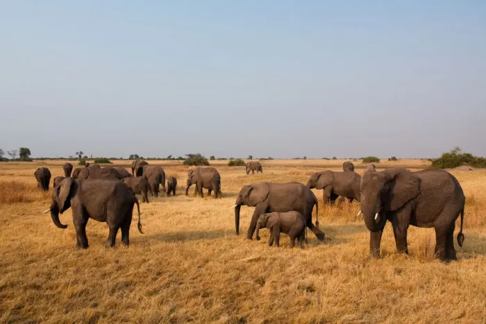 Framed Print : African elephant herd, Botswana Framed Print : African elephant herd, Botswana