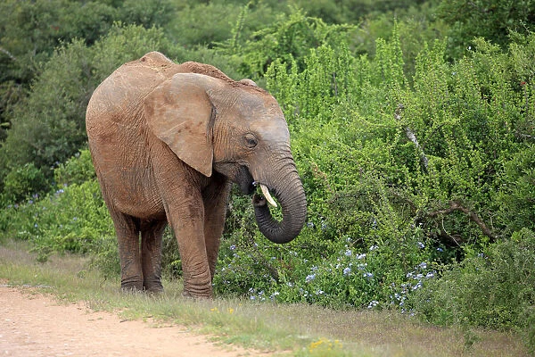 African Elephant -Loxodonta africana-, adult feeding, foraging, Addo Elephant National Park, Eastern Cape, South Africa