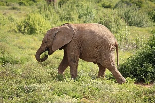 African Elephant -Loxodonta africana-, young feeding, foraging, Addo Elephant National Park, Eastern Cape, South Africa