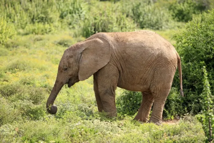 Framed Print : African Elephant -Loxodonta africana-, young feeding, foraging, Addo Elephant National Park, Eastern Cape, South Africa Framed Print : African Elephant -Loxodonta africana-, young feeding, foraging, Addo Elephant National Park, Eastern Cape, South Africa