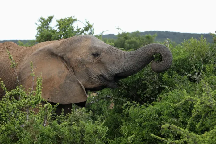 Framed Print : African Elephant -Loxodonta africana-, young feeding, foraging, portrait, Addo Elephant National Park, Eastern Cape, South Africa Framed Print : African Elephant -Loxodonta africana-, young feeding, foraging, portrait, Addo Elephant National Park, Eastern Cape, South Africa