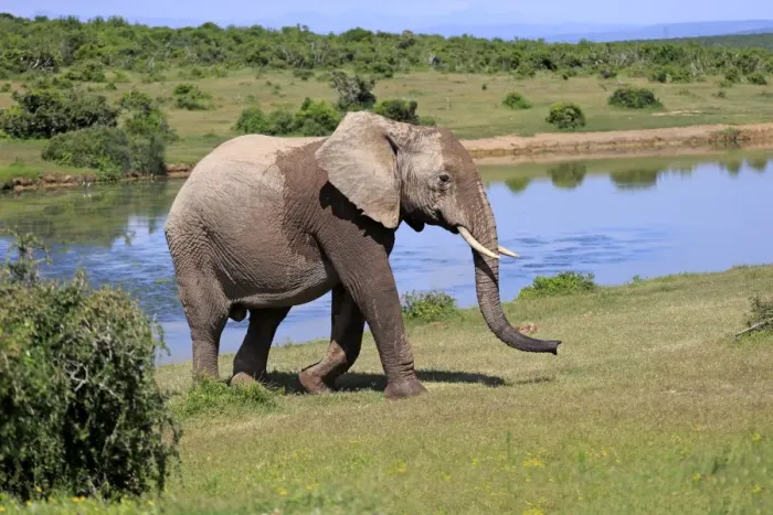 Framed Print : African Elephant -Loxodonta africana-, adult, at a waterhole, Addo Elephant National Park, Eastern Cape, South Africa Framed Print : African Elephant -Loxodonta africana-, adult, at a waterhole, Addo Elephant National Park, Eastern Cape, South Africa
