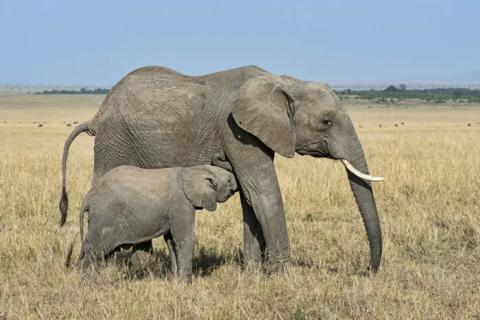 Framed Print : African Elephant -Loxodonta africana-, cow with calf, Msai Mara, Kenya Framed Print : African Elephant -Loxodonta africana-, cow with calf, Msai Mara, Kenya