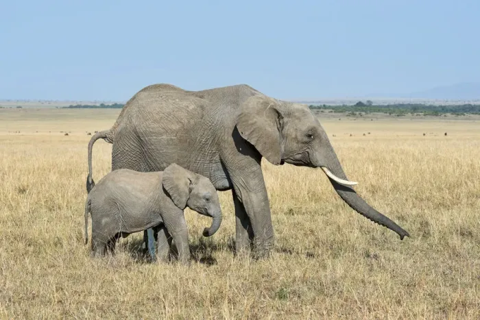 Framed Print : African Elephant -Loxodonta africana-, cow with calf, Msai Mara, Kenya Framed Print : African Elephant -Loxodonta africana-, cow with calf, Msai Mara, Kenya