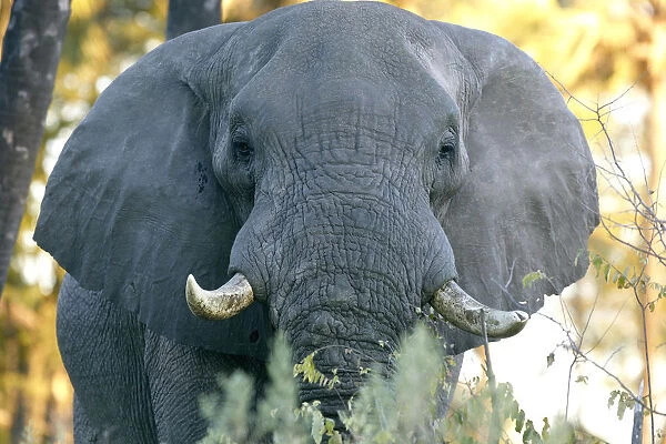 African elephant -Loxodonta africana-, Okavango Delta, Botswana, Africa