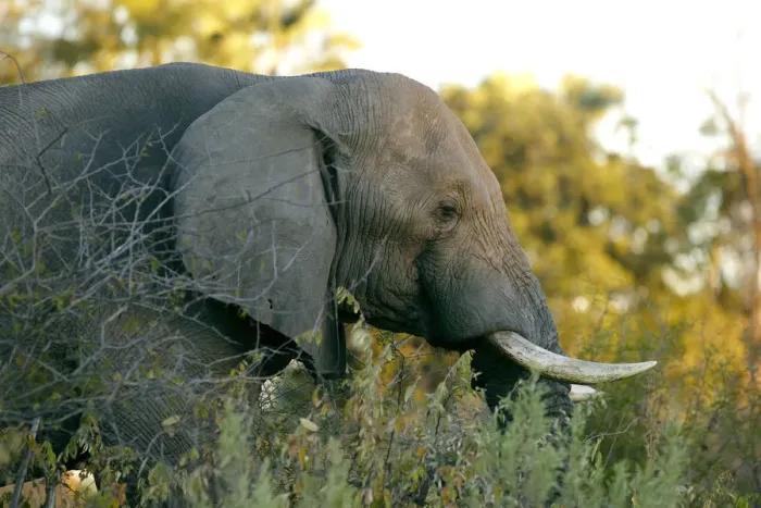 Framed Print : African elephant -Loxodonta africana-, Okavango Delta, Botswana, Africa Framed Print : African elephant -Loxodonta africana-, Okavango Delta, Botswana, Africa