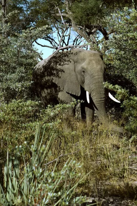 Framed Print : African elephant -Loxodonta africana-, Okavango Delta, Botswana, Africa Framed Print : African elephant -Loxodonta africana-, Okavango Delta, Botswana, Africa