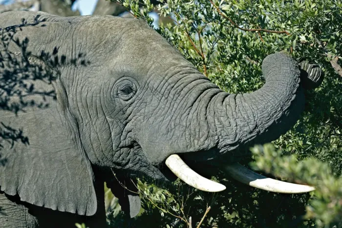 Framed Print : African elephant -Loxodonta africana-, Okavango Delta, Botswana, Africa Framed Print : African elephant -Loxodonta africana-, Okavango Delta, Botswana, Africa