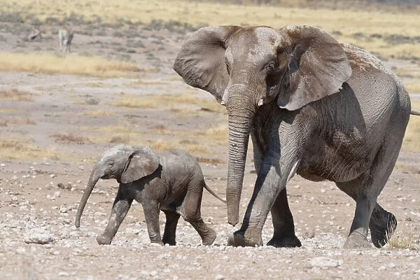 African Elephant -Loxodonta africana-, female and her baby, covered with mud, at Newbroni waterhole, Etosha National Park, Namibia