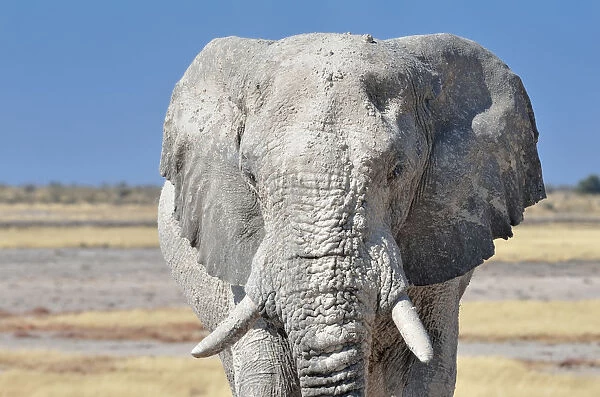 African Elephant -Loxodonta africana-, adult male covered with dry mud, Etosha National Park, Namibia