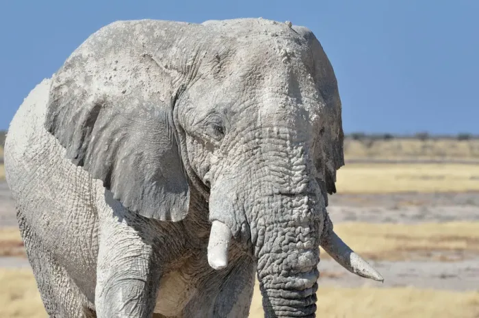 Framed Print : African Elephant -Loxodonta africana-, adult male covered with dry mud, Etosha National Park, Namibia Framed Print : African Elephant -Loxodonta africana-, adult male covered with dry mud, Etosha National Park, Namibia